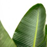 Close-up of a large green banana leaf with prominent parallel veins and a bright midrib.