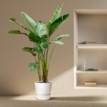 Tall green plant in a white pot beside a built-in shelf with a laptop and neatly stacked books on the shelves.