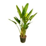 Green banana plant in a black pot with broad, upright leaves