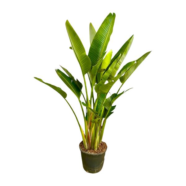 Green banana plant in a black pot with broad, upright leaves