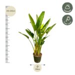 Tall potted tropical plant with a height scale showing 215–235 cm and a 40 cm pot diameter, care icons indicate half shade and weekly watering.