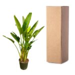 Potted indoor plant with broad green leaves beside a tall cardboard shipping box