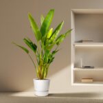 Tall green leafy plant in a white pot beside a built-in wall shelf with a laptop on the middle shelf and books nearby.
