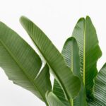 Banana plant leaves spread against a white background, showing large green foliage.