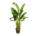 Potted tropical plant with tall green banana-like leaves in a brown pot