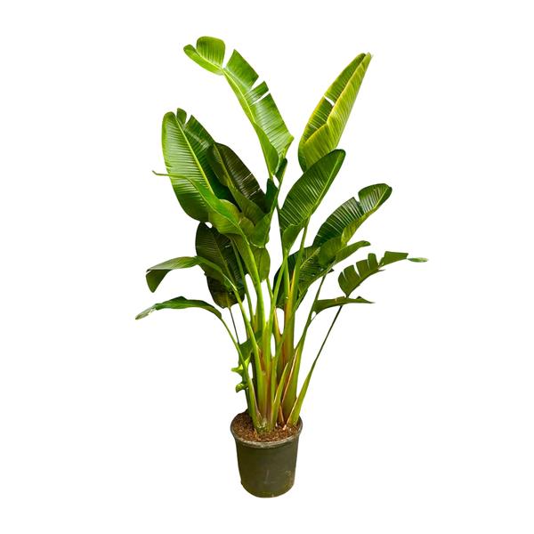 Potted tropical plant with tall green banana-like leaves in a brown pot