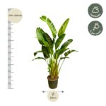 Infographic of a potted plant with a left ruler showing 240–260 cm and a base width of 50 cm; care tips indicate half shade and weekly watering.