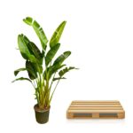 Green banana plant in a pot beside a small wooden pallet on a white background.