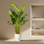 Indoor corner with a tall leafy plant in a white pot beside a built-in shelf and a laptop on the middle shelf.