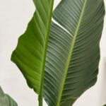 Close-up of large green tropical leaves with prominent parallel veins overlapping each other