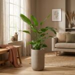 Tall leafy plant in a concrete pot sits in a sunlit living room with a beige sofa and framed art on the wall.