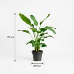 Tall indoor plant with broad green leaves in a black pot; annotated height 170 cm and pot diameter 24 cm.