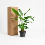 A potted green plant beside a tall cardboard shipping box on a white background.