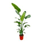 Tall indoor plant with large green leaves in a bright orange pot.
