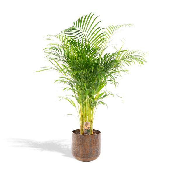 Tall potted palm with lush green fronds in a rustic brown planter on a white background