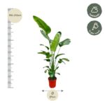 Tall potted plant with large green leaves; height 190–210 cm, pot diameter 27 cm; care: half shade and weekly watering note.
