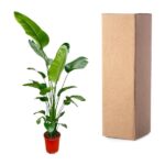 A tall green houseplant in a red pot beside a tall cardboard box, set against a white background.