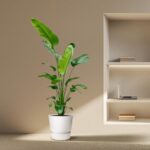 Indoor plant in a white pot sits on the floor beside a built-in wall shelf with a laptop and a few books, on a beige wall backdrop.