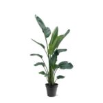 Potted houseplant with large, deep green leaves in a black pot.
