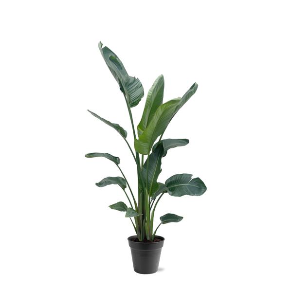 Potted houseplant with large, deep green leaves in a black pot.