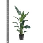 Potted tropical plant with large green leaves beside a vertical centimeter ruler, showing height around 70–80 cm.