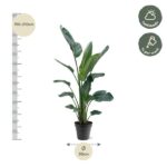 Tall indoor plant in a black pot with height 190–210 cm and pot diameter 30 cm; care icons indicate half shade and weekly watering.