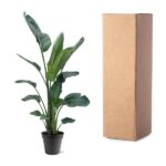 Potted green leafy plant next to a tall cardboard shipping box on a white background, suggesting a plant shipment or delivery kit.