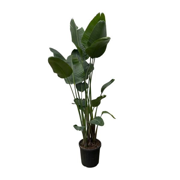 Tall potted tropical plant with large glossy green leaves in a black pot.