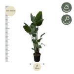 Tall indoor potted plant with a height scale showing 240–260 cm and a 50 cm diameter note; care icons indicate half shade and weekly watering.