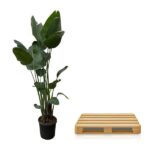 Tall leafy plant in a black pot beside a light wood pallet on a white background.