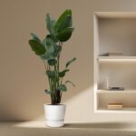 Tall green plant in a white pot on a beige floor beside a built-in wall shelf with a laptop and stacked books.