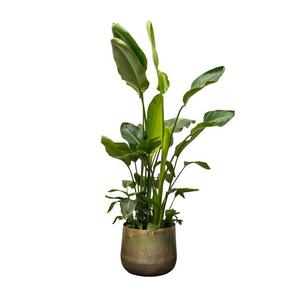 Green leafy houseplant in a round ceramic pot with tall upright leaves.