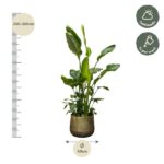 Potted green plant beside a height scale (240–260 cm) with a 40 cm pot; care tips: half shade, water weekly/once per week.