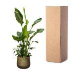 Tall leafy green houseplant in a ceramic pot placed next to a tall cardboard shipping box