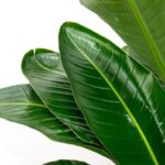 Large glossy green tropical plant leaves overlapping, close-up shot on white background