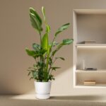 Potted tall green leafy plant in a white pot beside a built-in wall shelf with a laptop and books on beige walls and carpeted floor.