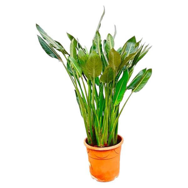 Green leafy houseplant with broad leaves in an orange terracotta pot on a white background.