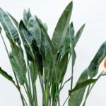 Tropical green plant with large upright leaves and a single orange-and-blue Bird of Paradise flower.