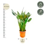Green leafy houseplant in a terracotta pot with a height scale showing 150–170 cm on the left and a 30 cm pot diameter; care icons indicate half shade and weekly watering.