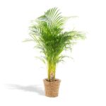 Indoor palm plant in a woven wicker pot with a tag attached