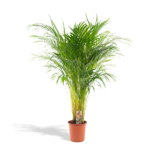 Tall green palm plant in a terracotta pot with a small tag attached to the stem, set against a white background.