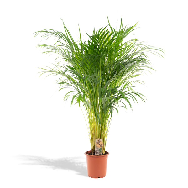 Tall green palm plant in a terracotta pot with a small tag attached to the stem, set against a white background.