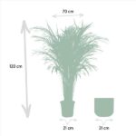 Tall potted palm with dimension arrows: 120 cm tall, 70 cm wide; the pot is 21 cm in diameter, and a second 21 cm-wide pot sits to the right.