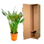 Potted green leafy plant beside an open tall cardboard shipping box, suggesting packing or moving.