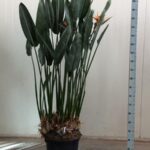 Bird of paradise plant in a black pot with tall green leaves and orange flowers, next to a height ruler for scale.