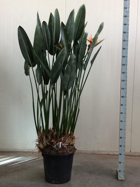 Bird of paradise plant in a black pot with tall green leaves and orange flowers, next to a height ruler for scale.