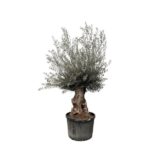 Olive tree in a black plastic pot with a gnarled trunk and silvery-green leaves.