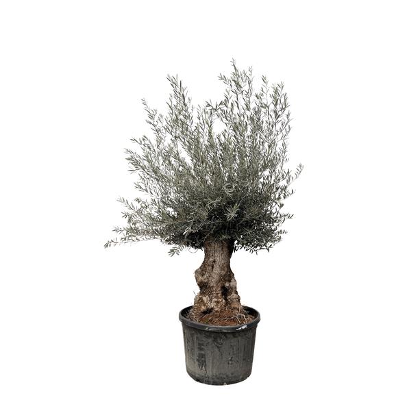 Olive tree in a black plastic pot with a gnarled trunk and silvery-green leaves.