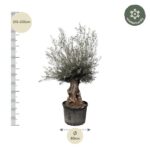 Tall potted olive tree bonsai about 215–235 cm tall and 80 cm wide, with scale markers and a winter-hardy badge.