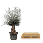 Potted olive tree next to a wooden pallet on a white background.